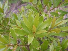 Euclea natalensis angustifolia