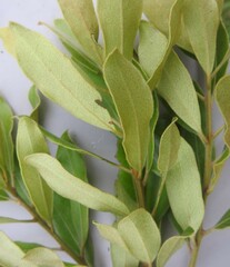 Euclea natalensis angustifolia