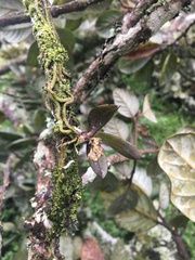 Drymoanthus adversus