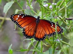 Danaus eresimus
