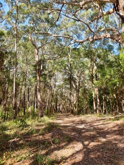 Eucalyptus pilularis
