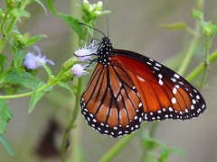 Danaus eresimus