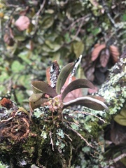 Drymoanthus adversus