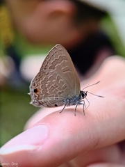 Anthene emolus goberus