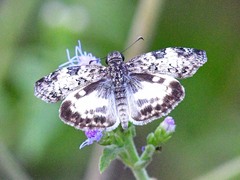 Chiomara georgina