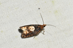 Epinotia trigonella