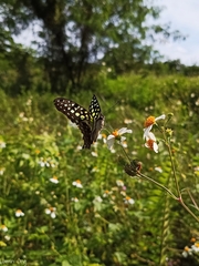 Graphium agamemnon agamemnon