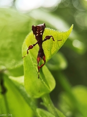 Cryptophyllium chrisangi