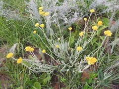 Helichrysum acutatum