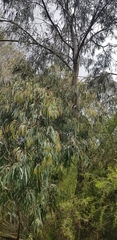 Eucalyptus radiata
