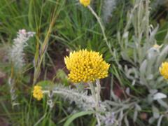Helichrysum acutatum