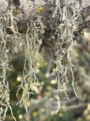 Ramalina leptocarpha