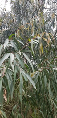 Eucalyptus radiata