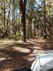 Eucalyptus pilularis