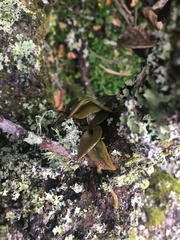 Drymoanthus adversus