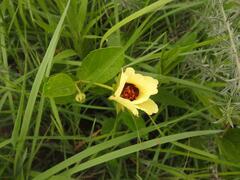 Hibiscus aethiopicus ovatus