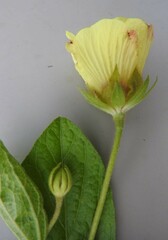 Hibiscus aethiopicus ovatus