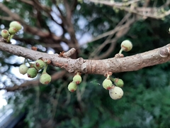 Ficus caulocarpa