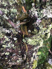 Drymoanthus adversus