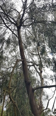 Eucalyptus radiata