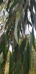 Eucalyptus radiata