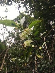 Passiflora tetrandra