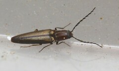 Drymelater testaceus
