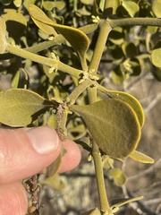 Phoradendron leucarpum tomentosum