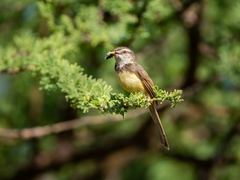 Prinia flavicans
