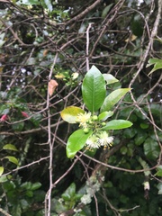 Passiflora tetrandra