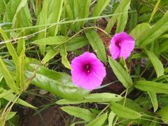 Ipomoea robertsiana