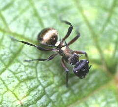 Polyrhachis rufifemur