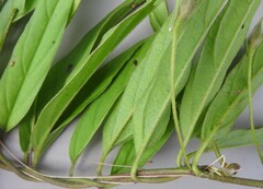 Ipomoea robertsiana