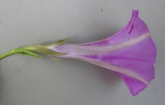 Ipomoea robertsiana
