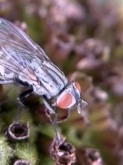 Microphthalma disjuncta