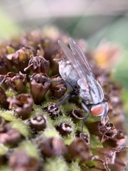 Microphthalma disjuncta