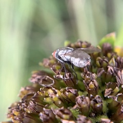 Microphthalma disjuncta