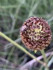 Microphthalma disjuncta