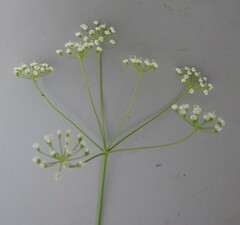 Pimpinella caffra