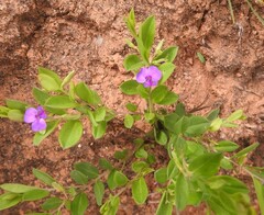 Polygala transvaalensis