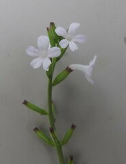 Priva flabelliformis