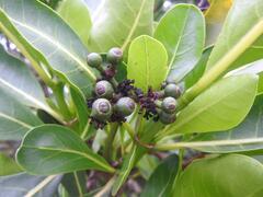 Psychotria suber