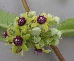 Raphionacme procumbens