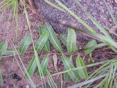 Raphionacme procumbens