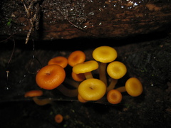 Tricholomopsis aurea