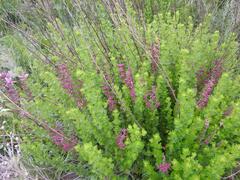 Syncolostemon transvaalensis