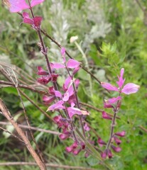 Syncolostemon transvaalensis