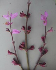 Syncolostemon transvaalensis