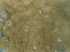 Palythoa caribaeorum