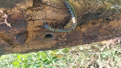 Ethmostigmus rubripes